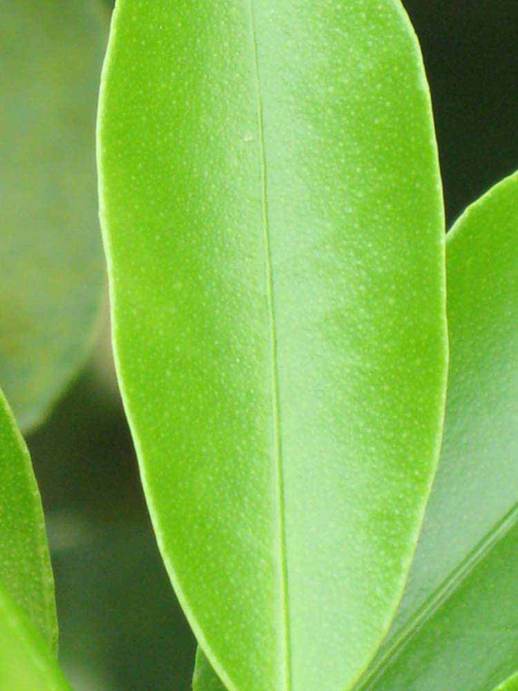              Margin (Winter Haven, FL)       